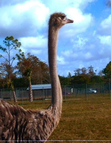 Ostrich