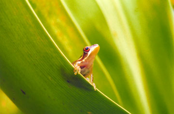 Tree Frog