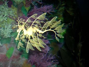 Leafy Sea Dragon