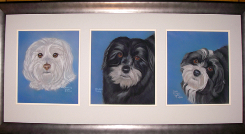 The Three Havanese